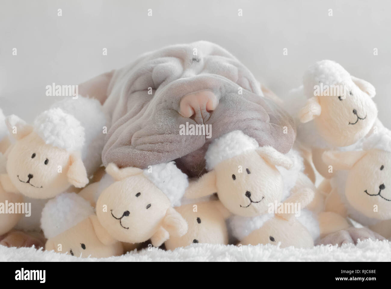 Shar pei puppy dog sleeping on a stack of soft toys Stock Photo