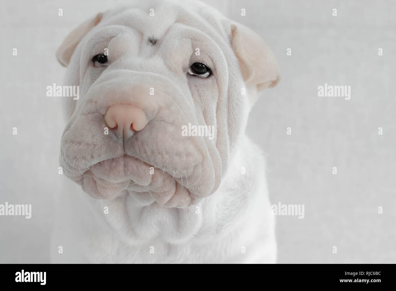 Portrait of a Shar pei puppy dog Stock Photo
