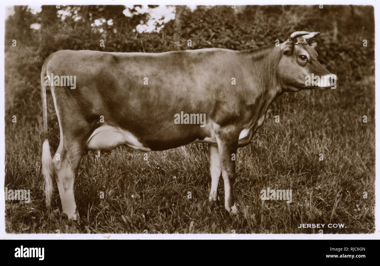 Jersey cow milk production hi-res stock photography and images - Alamy