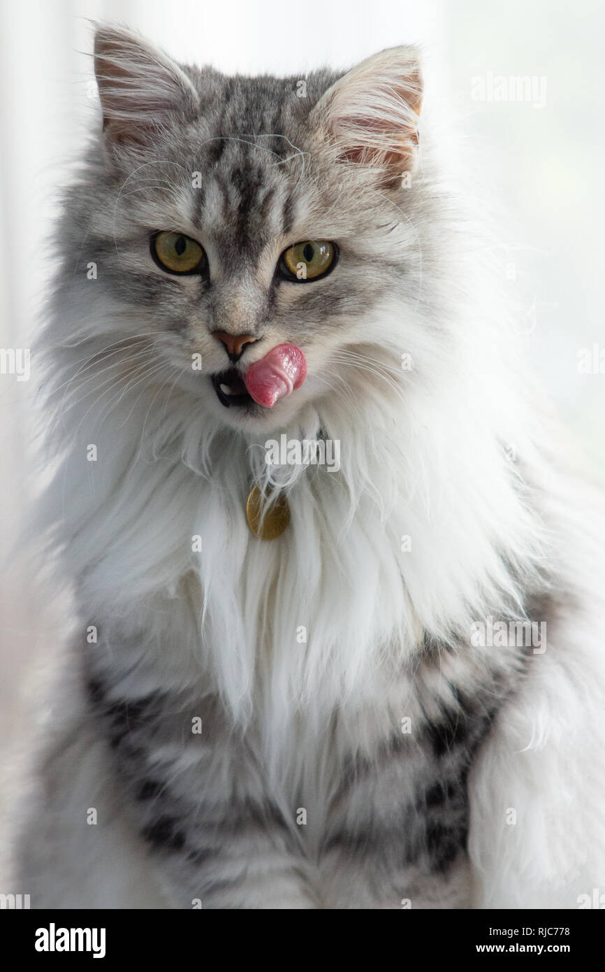 Page 2 Hypoallergenic Pet High Resolution Stock Photography And Images Alamy