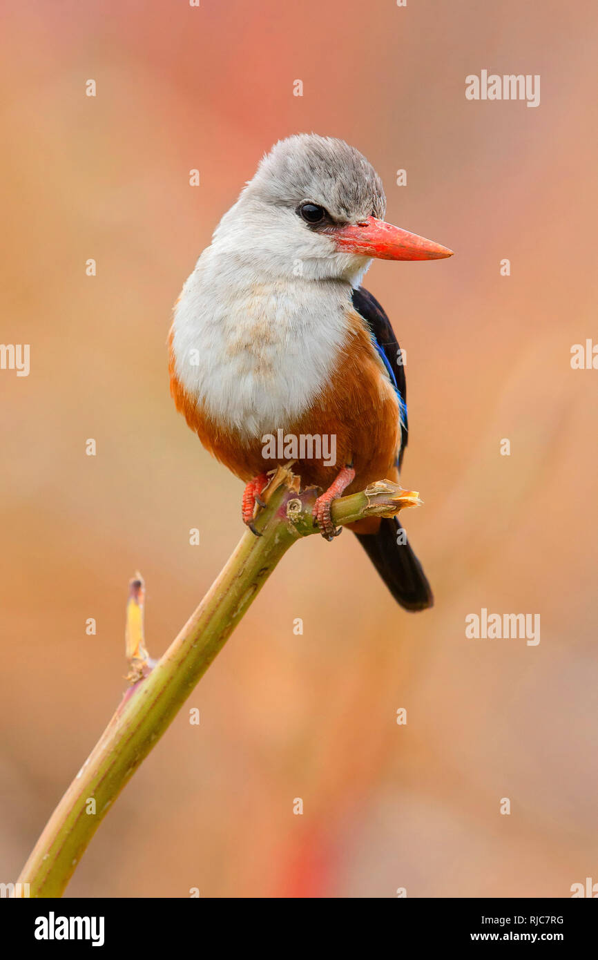 Grey-headed kingfisher, Santiago, Cape Verde (Halcyon leucocephala acteon) Stock Photo