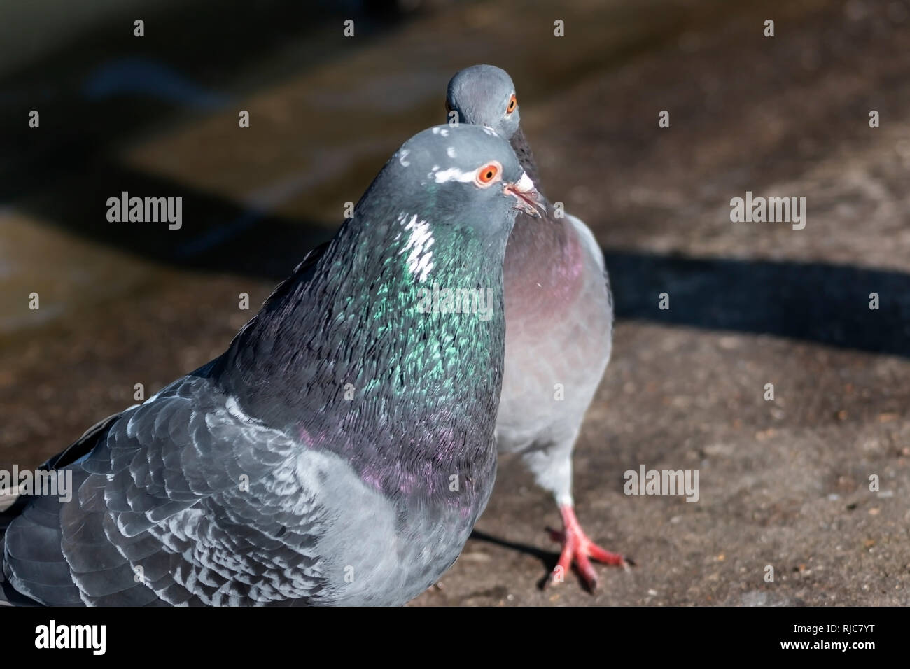 Pigeons during a mating ritual Stock Photo