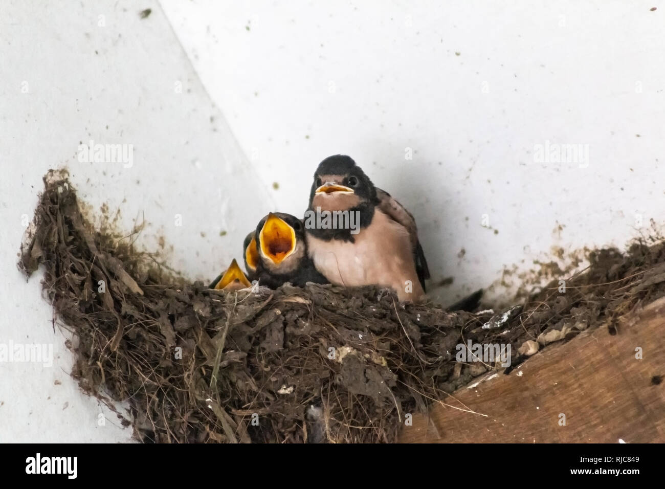 Baby swallows in a nest waiting to be fed by the adult bird Stock Photo