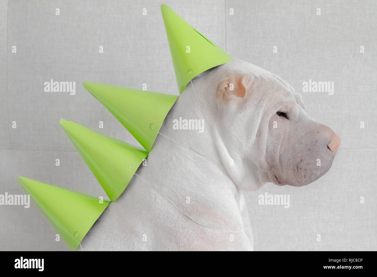 Shar pei dog dressed up as a dinosaur Stock Photo