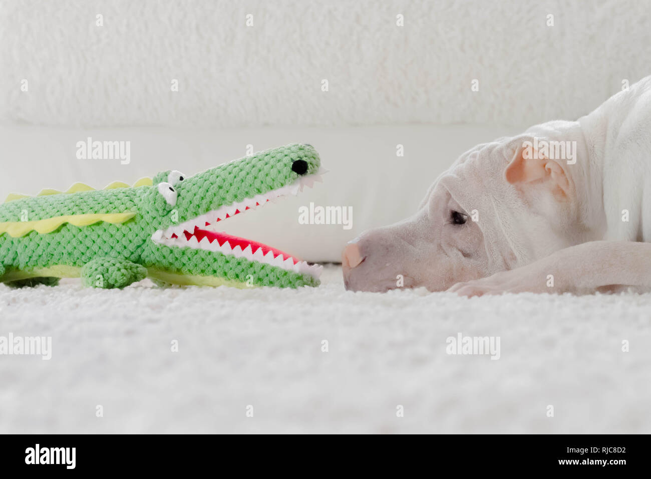 Shar pei dog lying on the floor looking at a toy crocodile Stock Photo