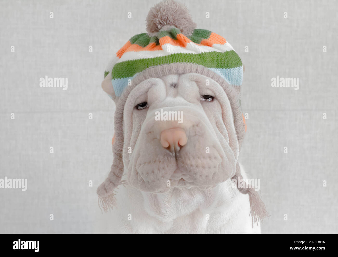 Shar pei dog wearing a woolly hat Stock Photo