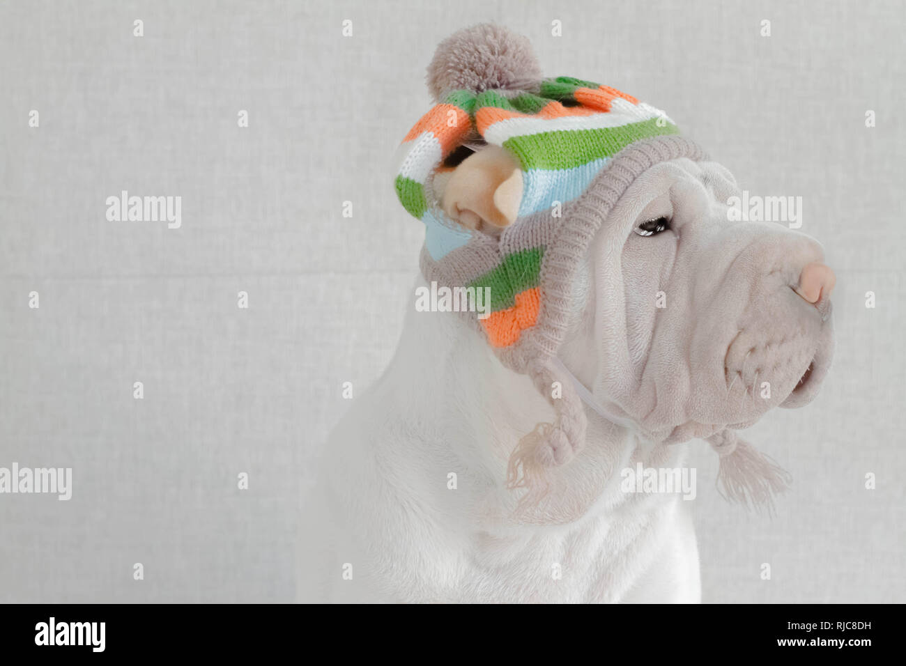 Shar pei dog wearing a woolly hat Stock Photo