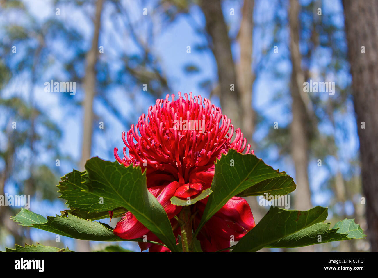 colorful autumn flower at Camewarra MT, Australia Stock Photo