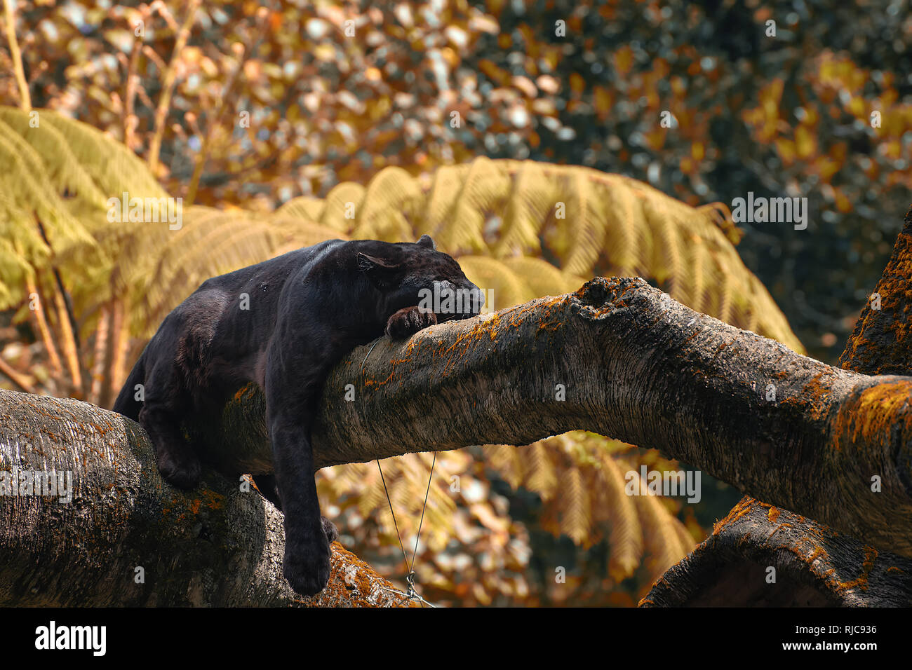 Black panther lying in a tree, Indonesia Stock Photo