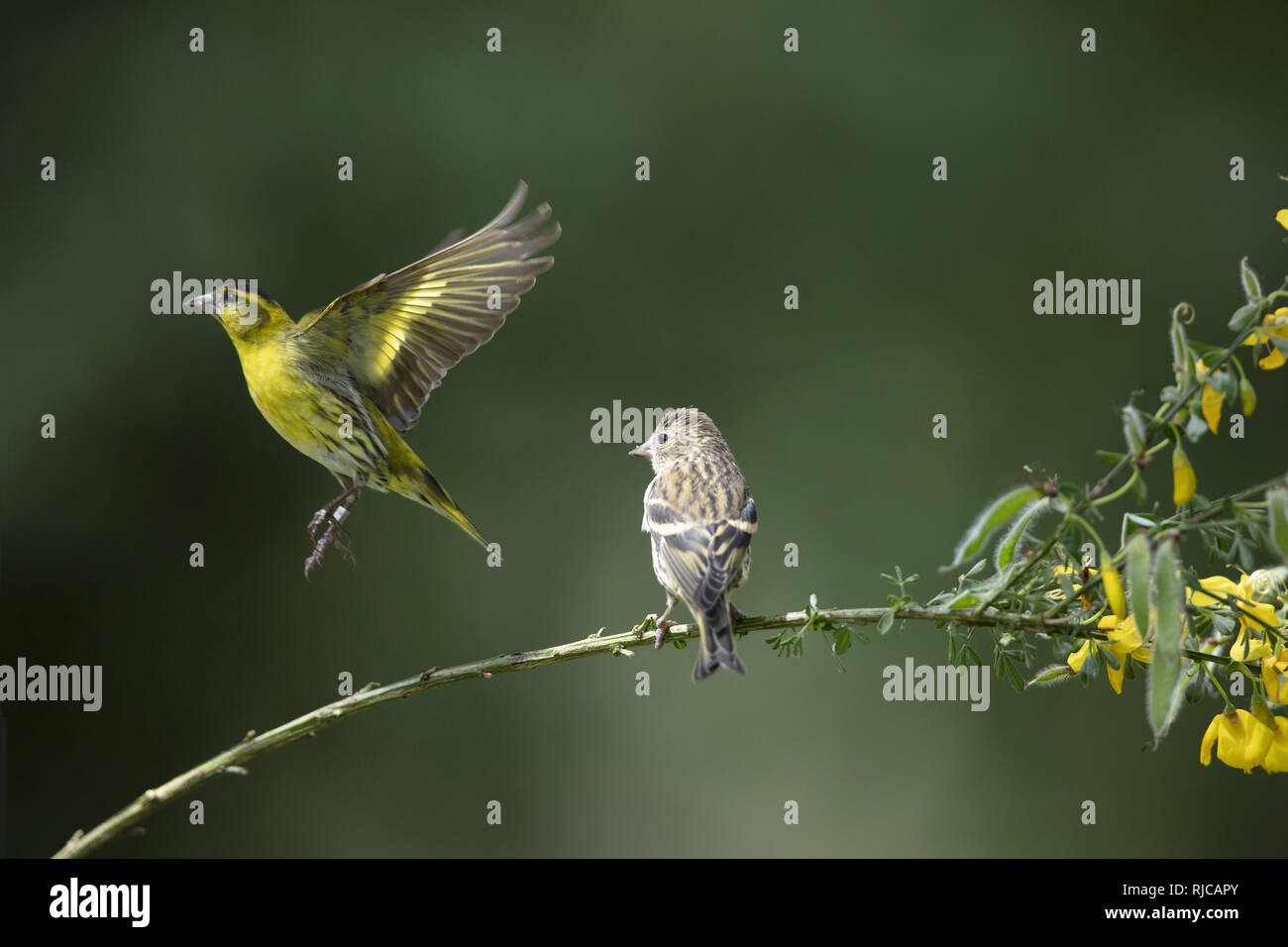 smalls bird flutter Stock Photo - Alamy