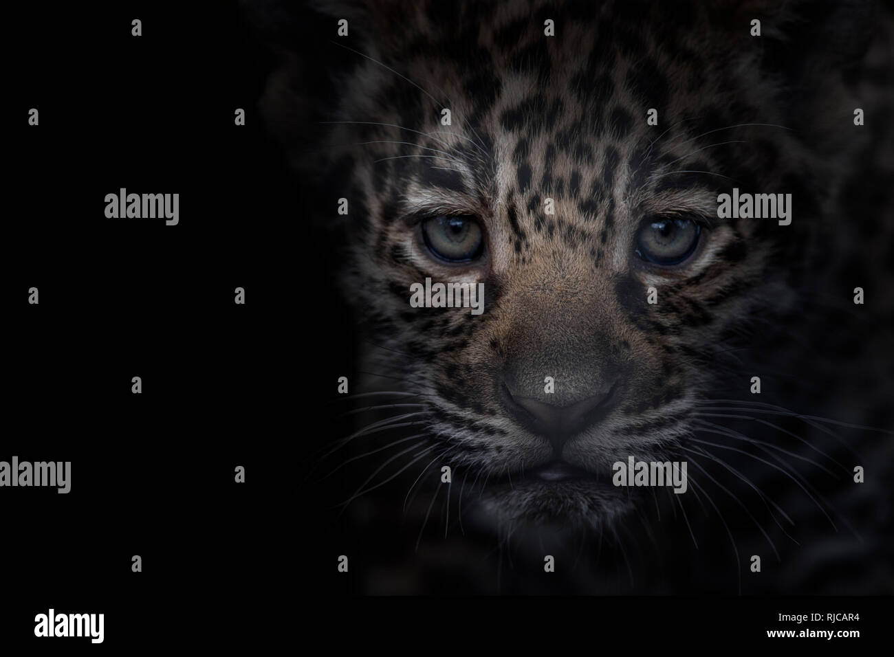 cute jaguar cub, portrait Stock Photo