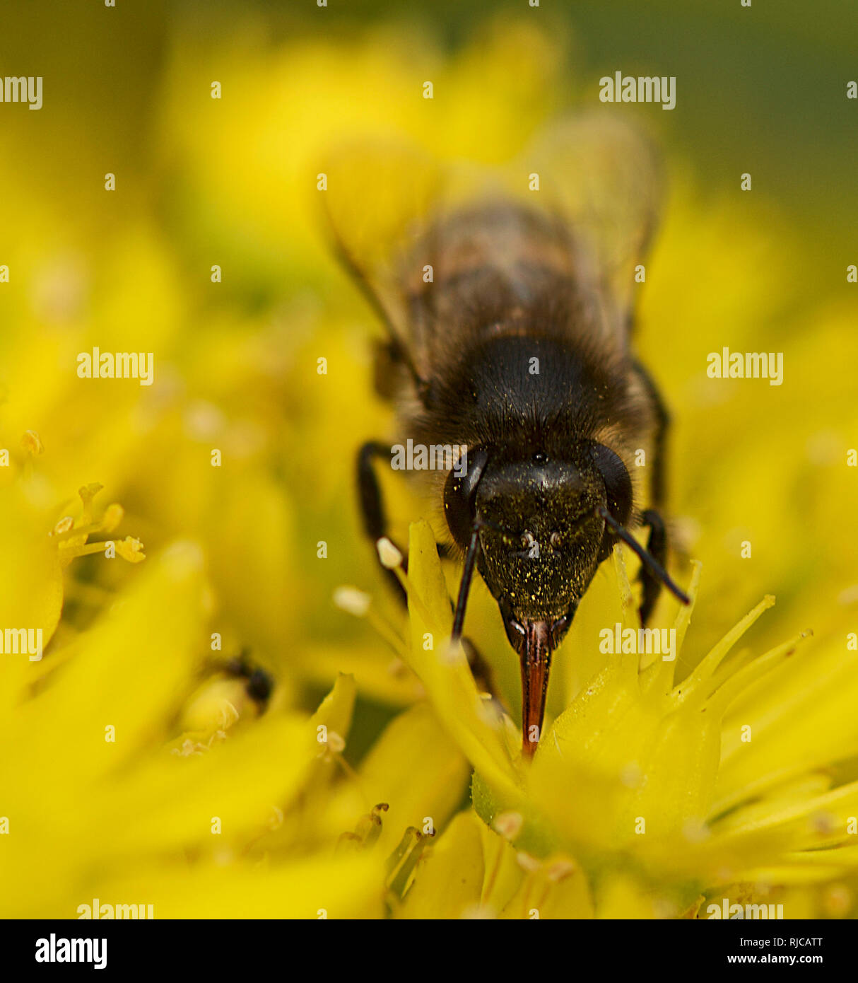 Close-up of a honey bee pollinating a flower, Malta Stock Photo