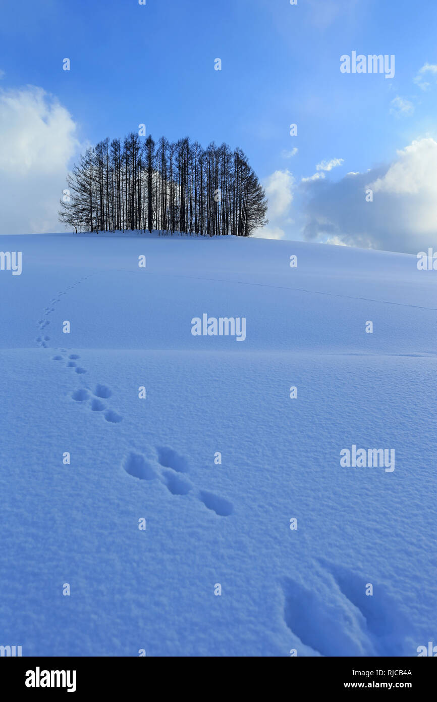 Footprints in the snow, Japan Stock Photo