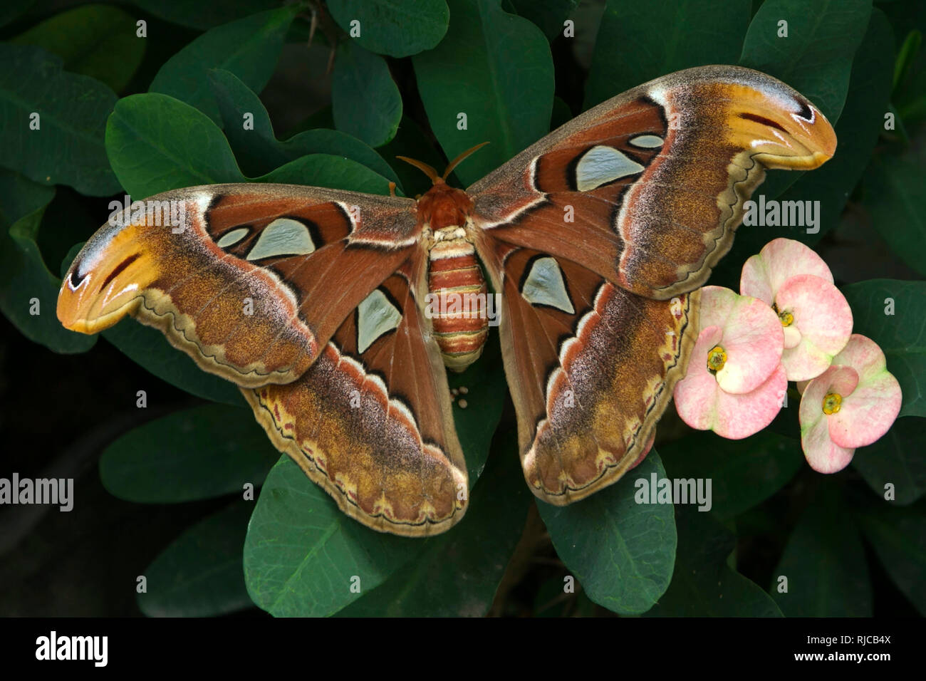 Overhead view of a moth, Indonesia Stock Photo