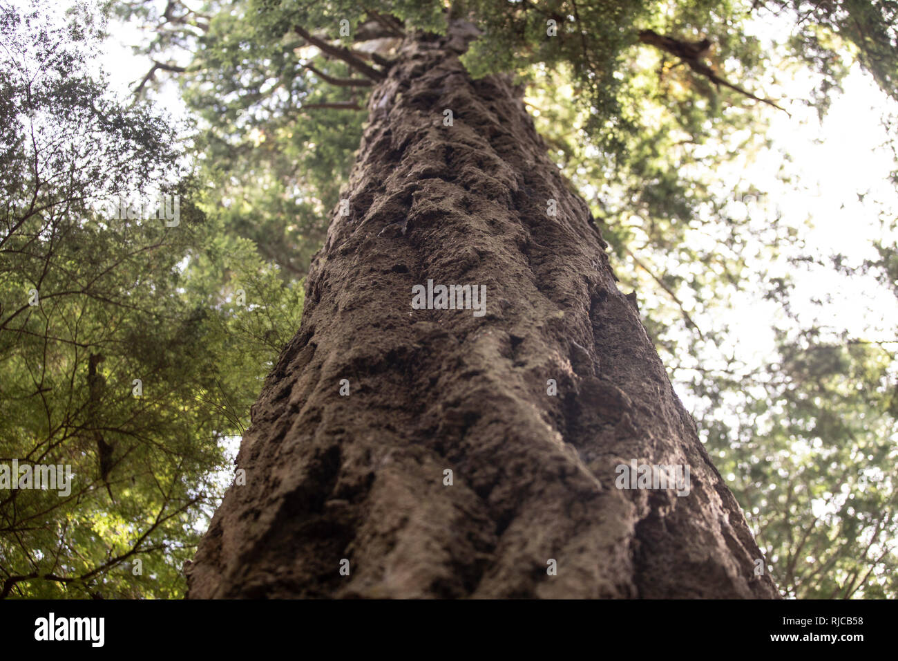 Kanada, British Columbia, Johnstone Strait, m√§chtiger Baum auf Hanson