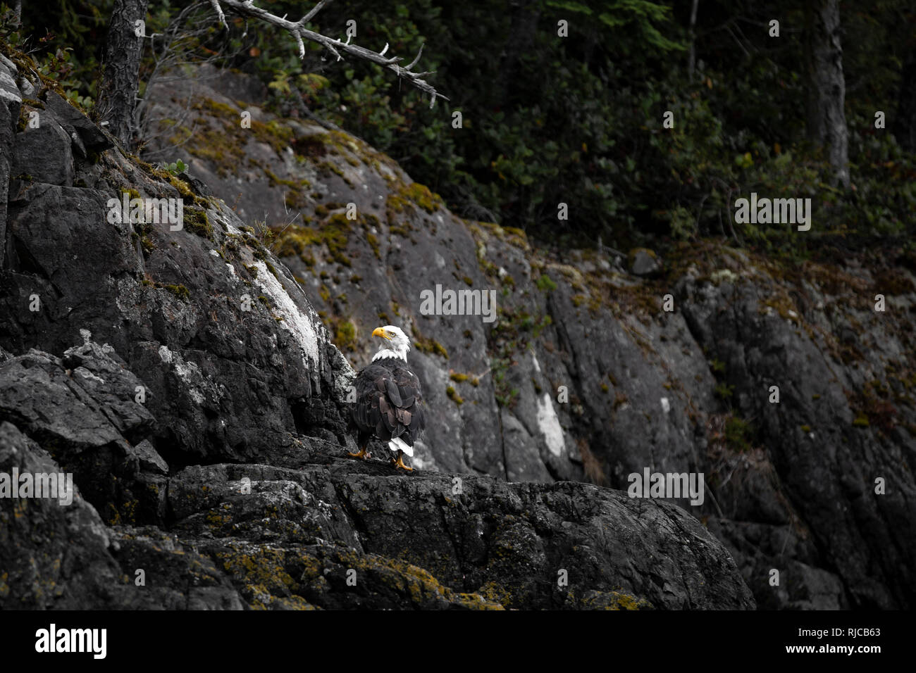 Kanada, British Columbia, Johnstone Strait, Wei√ükopfseeadler auf Hanson Island Stock Photo