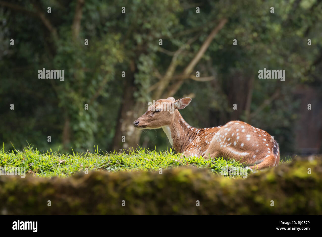 Spotted deer lying in forest, Indonesia Stock Photo