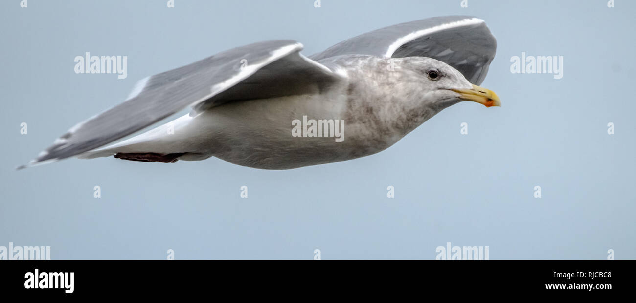 Seagull in flight, Sidney, British Columbia, Canada Stock Photo