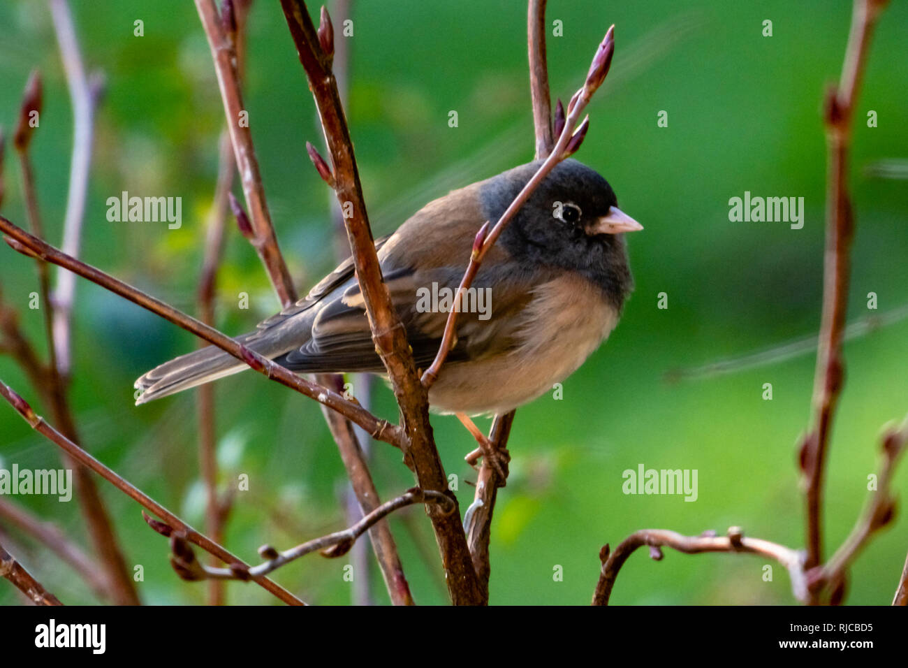 Junco bird on a branch, Canada Stock Photo