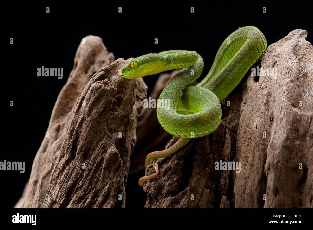 Mangrove pit viper snake on a rock, Indonesia Stock Photo