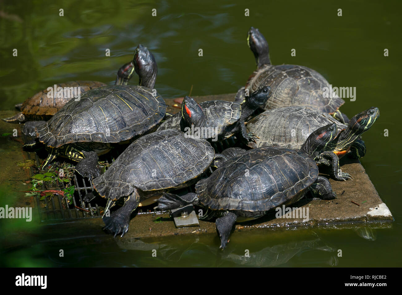 Group of turtles by a lake, Japan Stock Photo