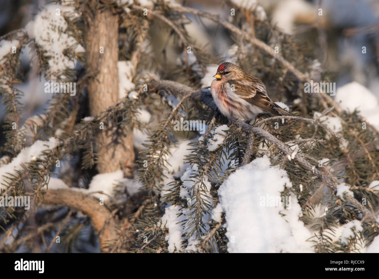 A Common Redpoll perches on a snow-covered pine tree in Yellowknife, Northwest Territories, Canada. Stock Photo