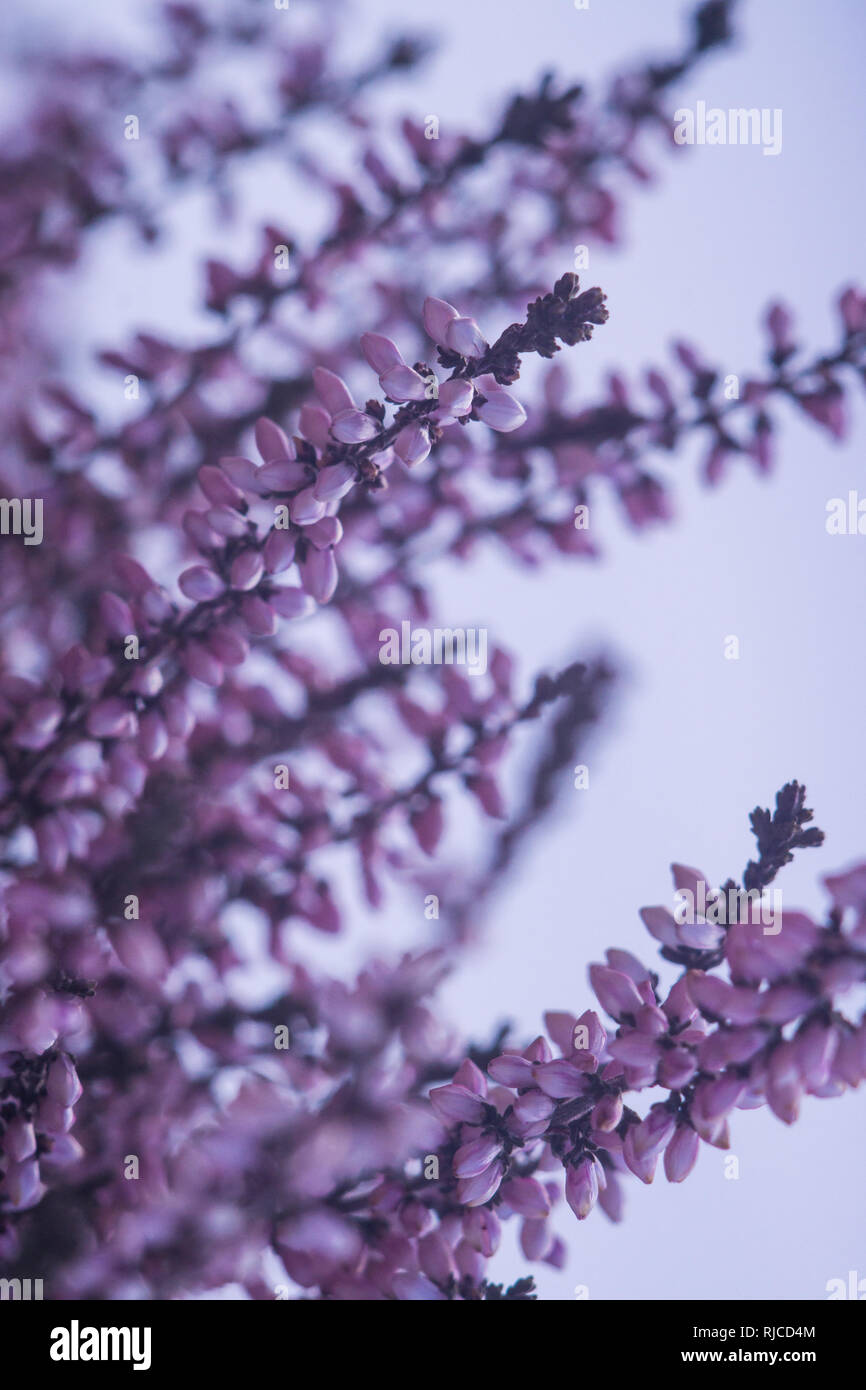 Purple heather branches in winter captured on macro Stock Photo