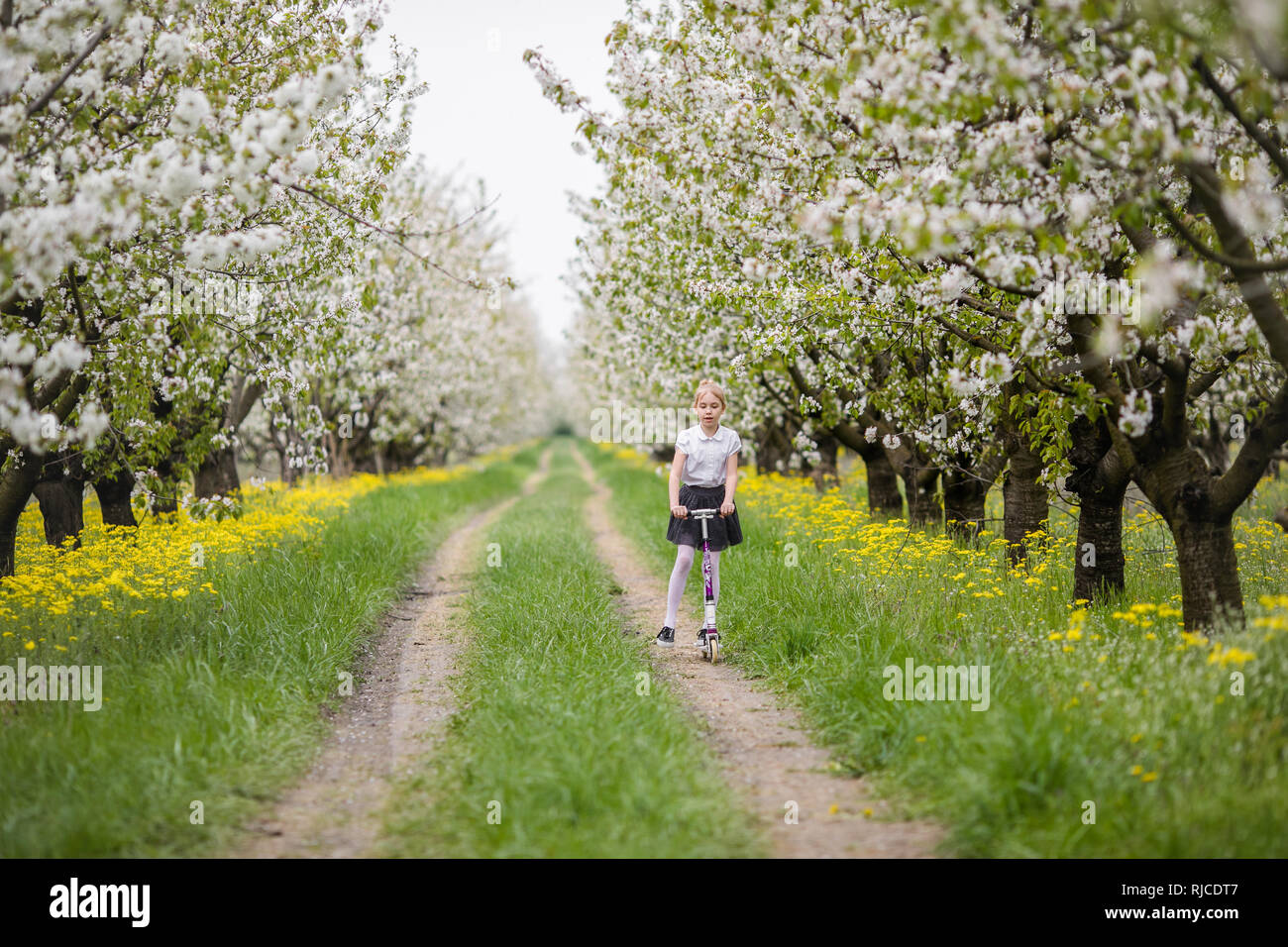 Little blonde girl running in blooming apple and cherry garden. Warm ...
