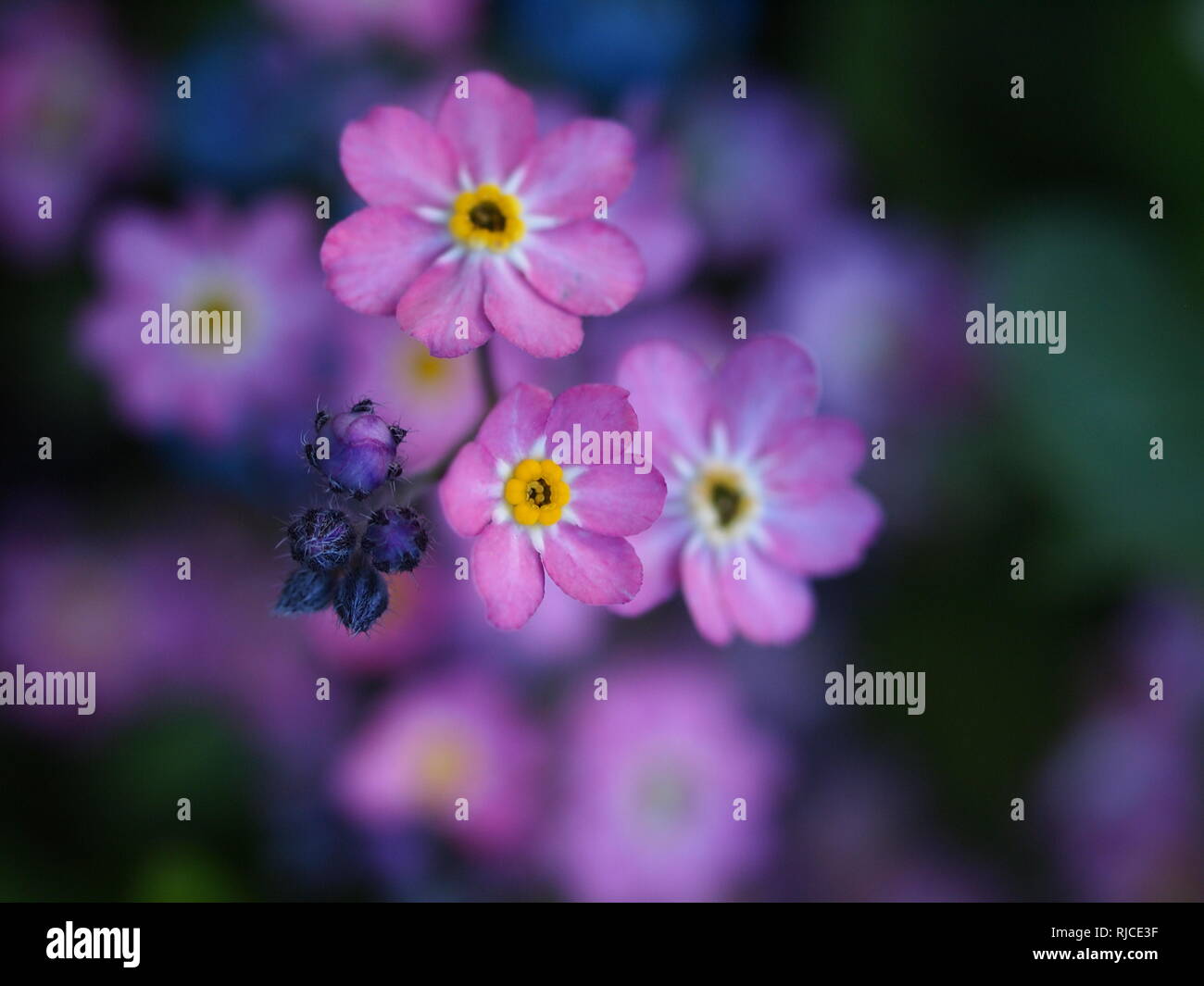 Pink Forget me Not flowers with buds. Dainty Myosotis cluster with yellow centre. Stock Photo