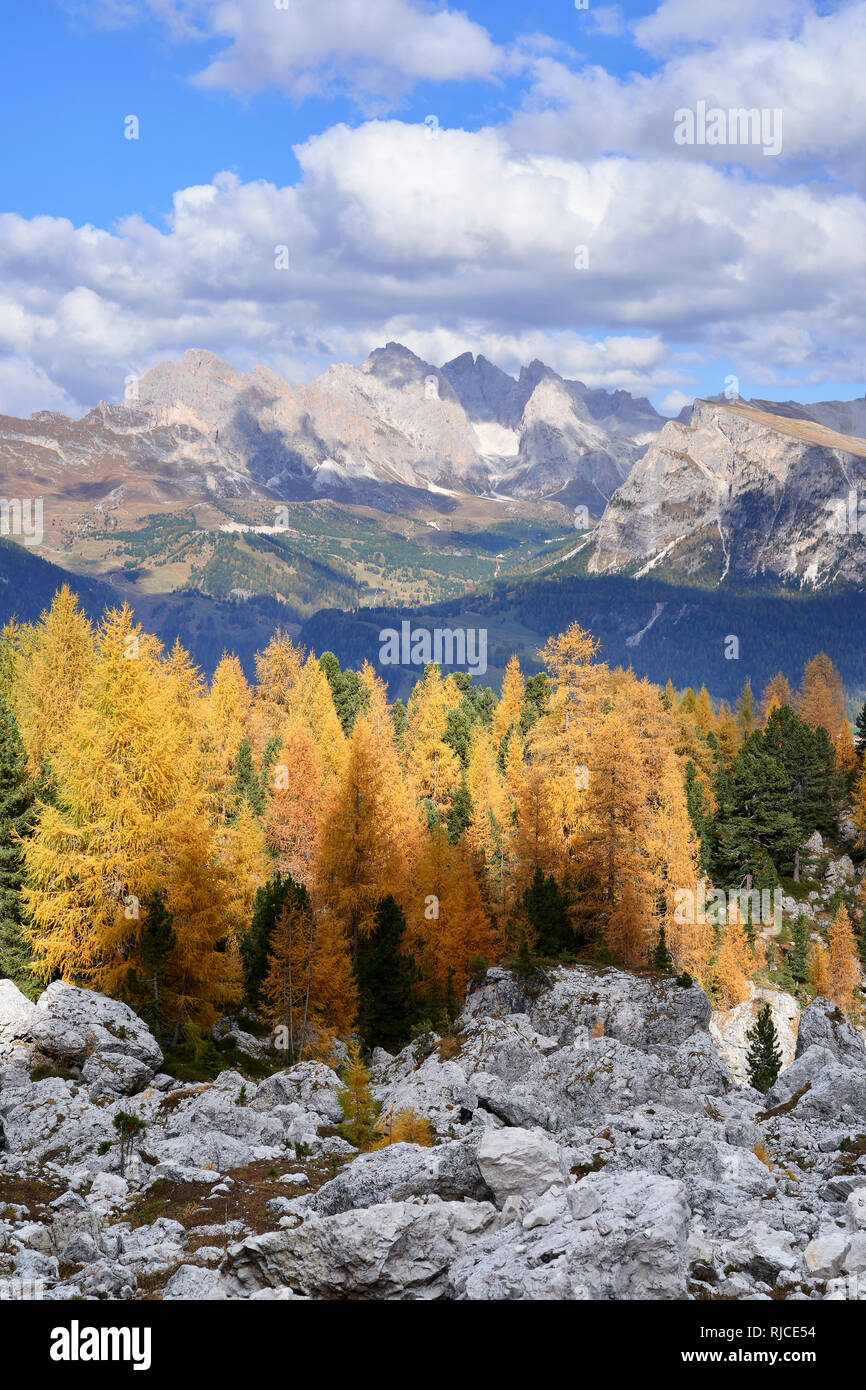 The Odle Group, Dolomites, South Tyrol, Italy.  Autumn larch trees Stock Photo
