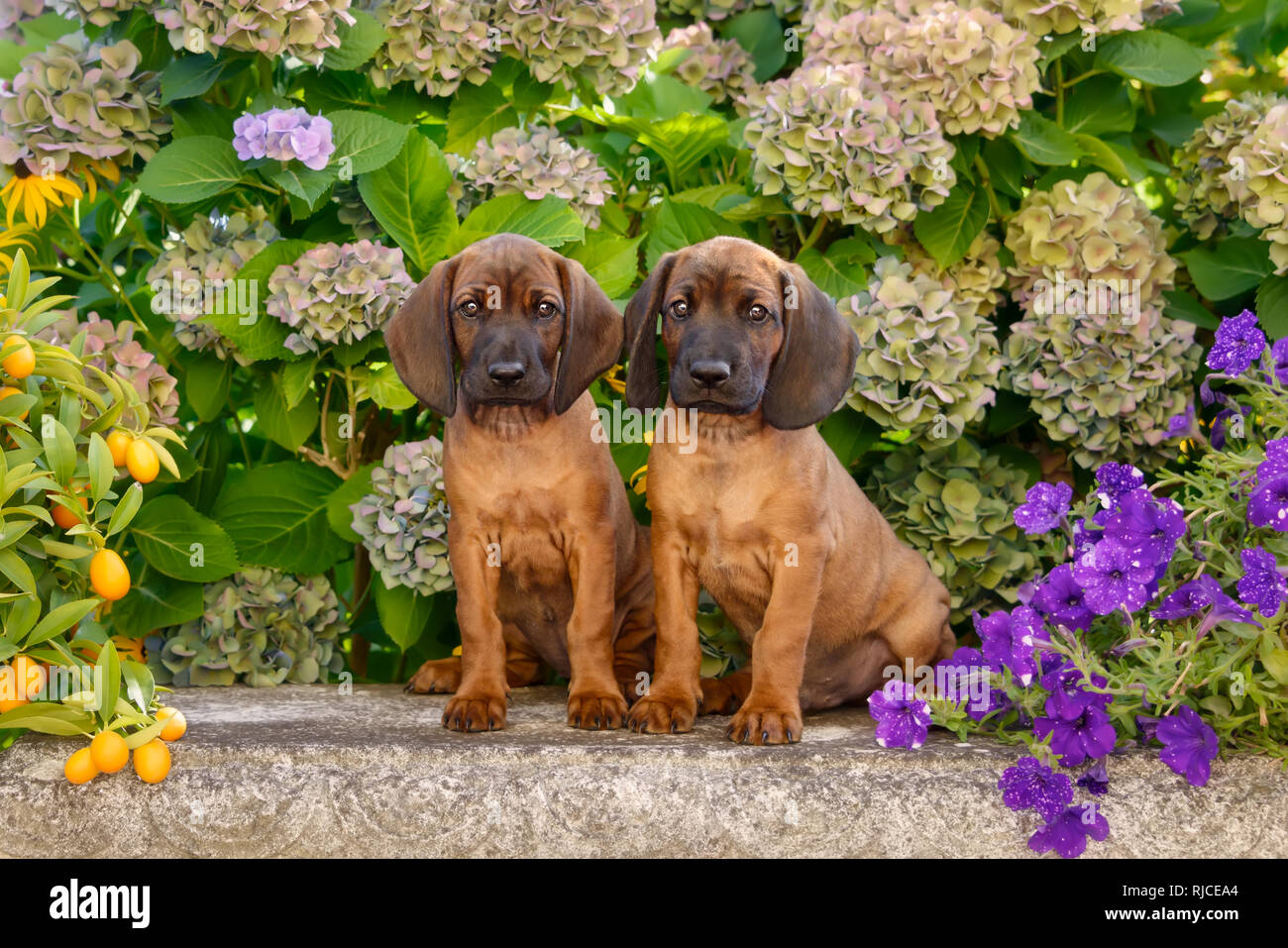 Two young Bavarian Mountain Hound dog puppies, 8 weeks old, sitting faithfully side by side on a bench in a flowering garden, Germany Stock Photo