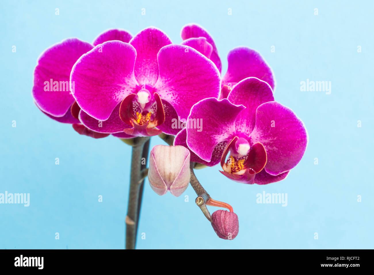 Purple orchids on blue  background Stock Photo