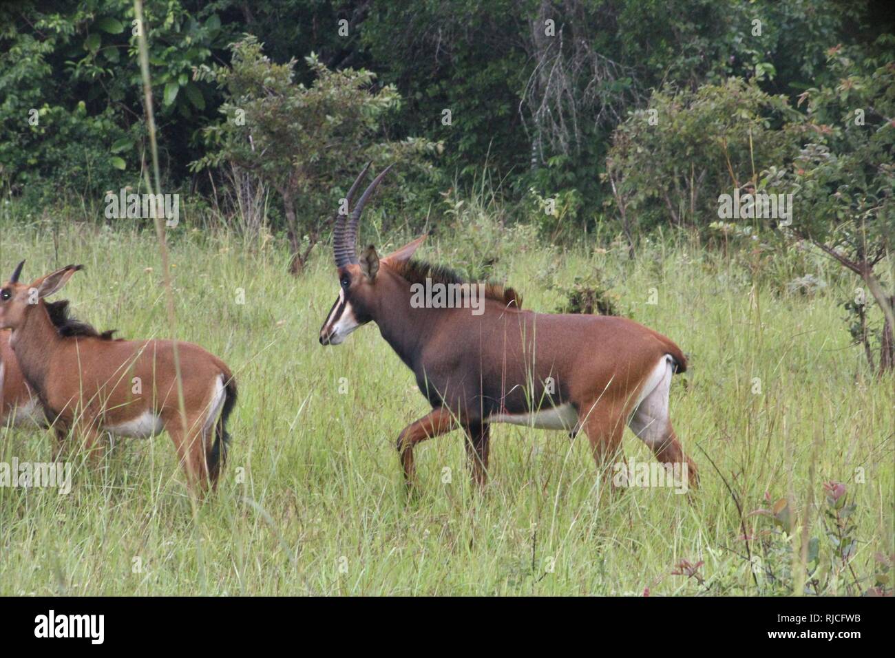 Troop of Sable Antelope with a strong male in Shimba Hills National Park, Kenya. Stock Photo