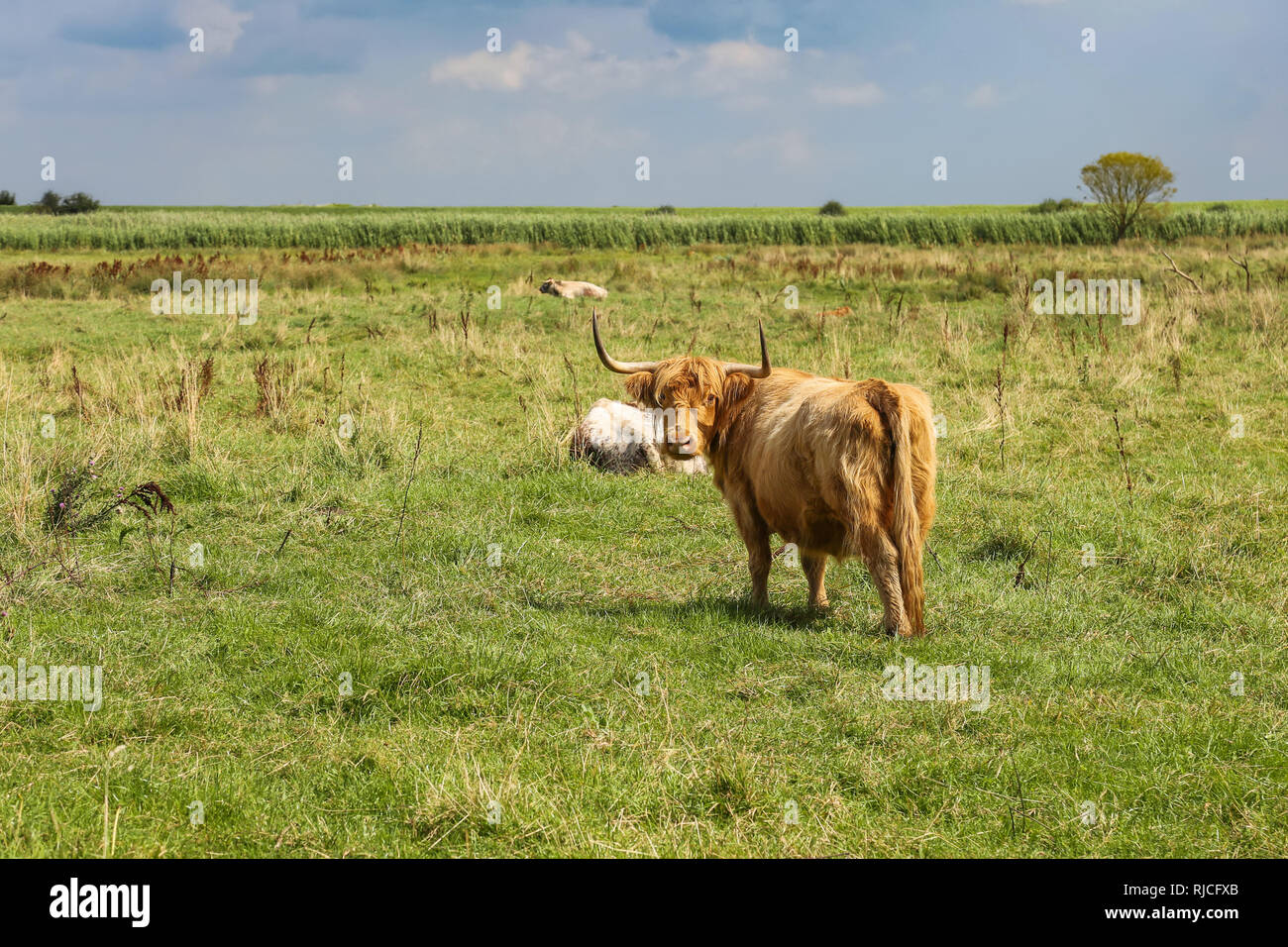 Young galloway ox on a meadow Stock Photo