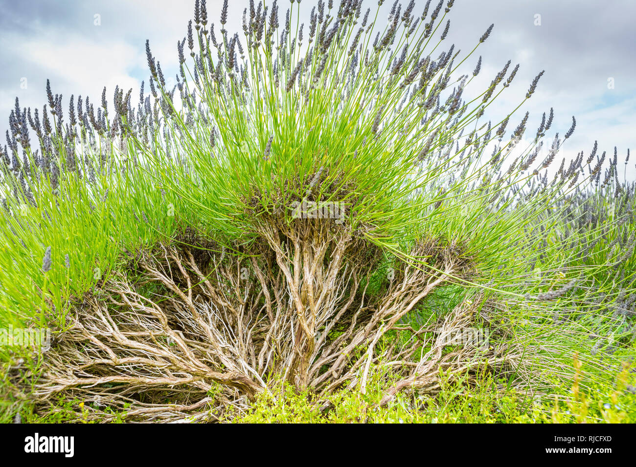 Lavender with woody stems, Snowshill, Cotswolds, England, UK Stock