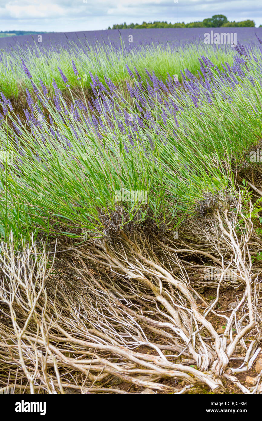 Lavender with woody stems, Snowshill, Cotswolds, England, UK Stock