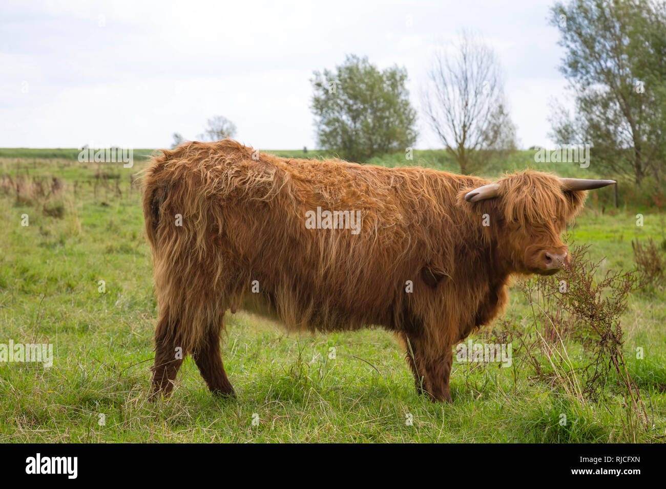 Young Galloway ox on the meadow Stock Photo