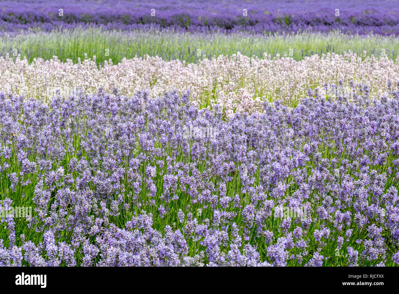 Close up of lavender field with rows of white, lilac and purple flowers Stock Photo