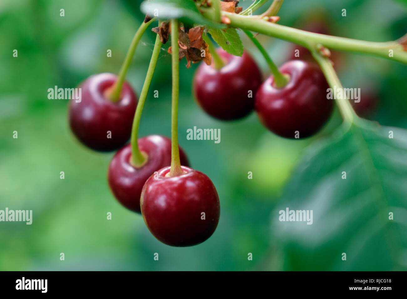 Acid cherry fruit Stock Photo Alamy
