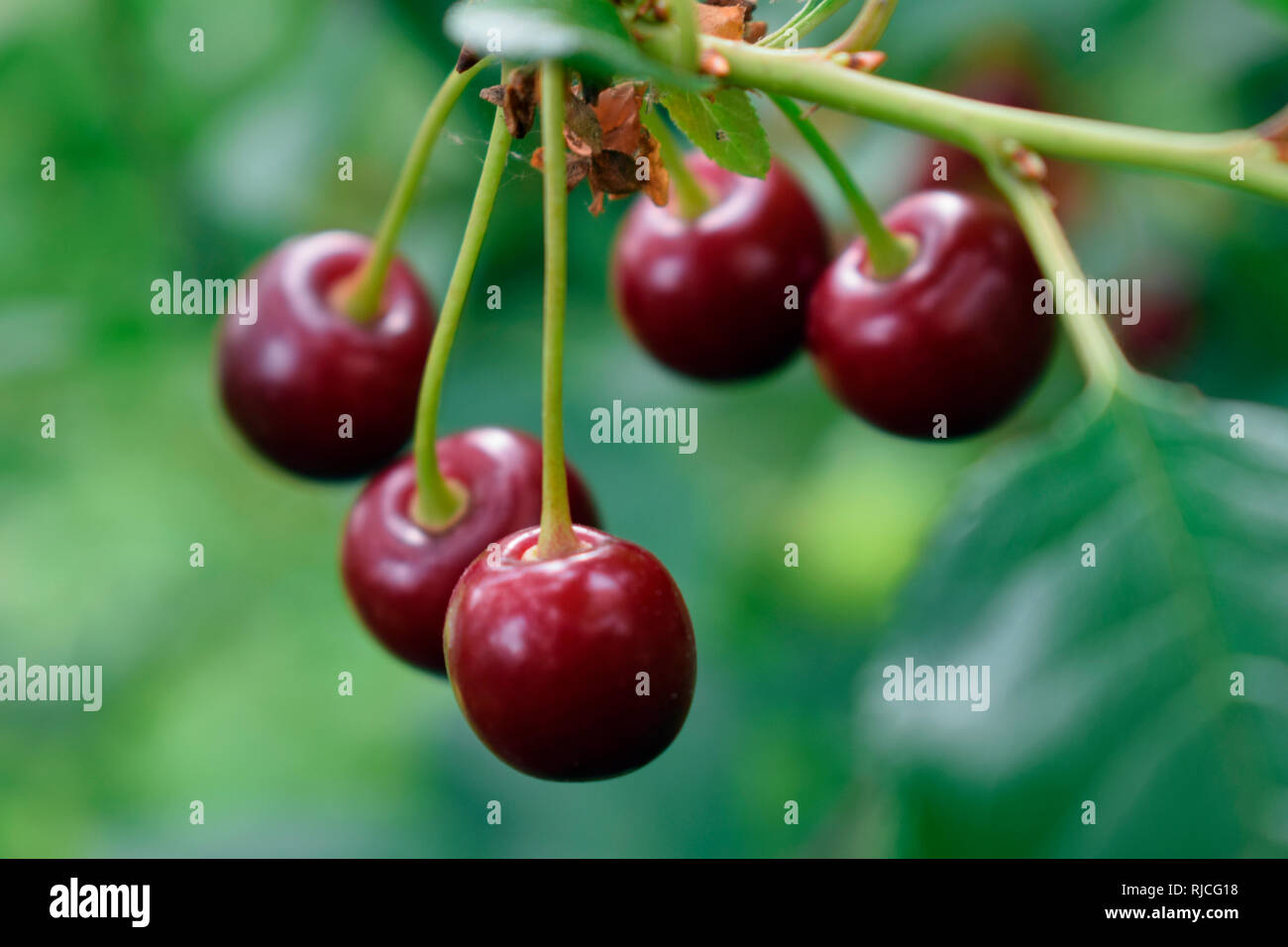 Acid cherry fruit Stock Photo