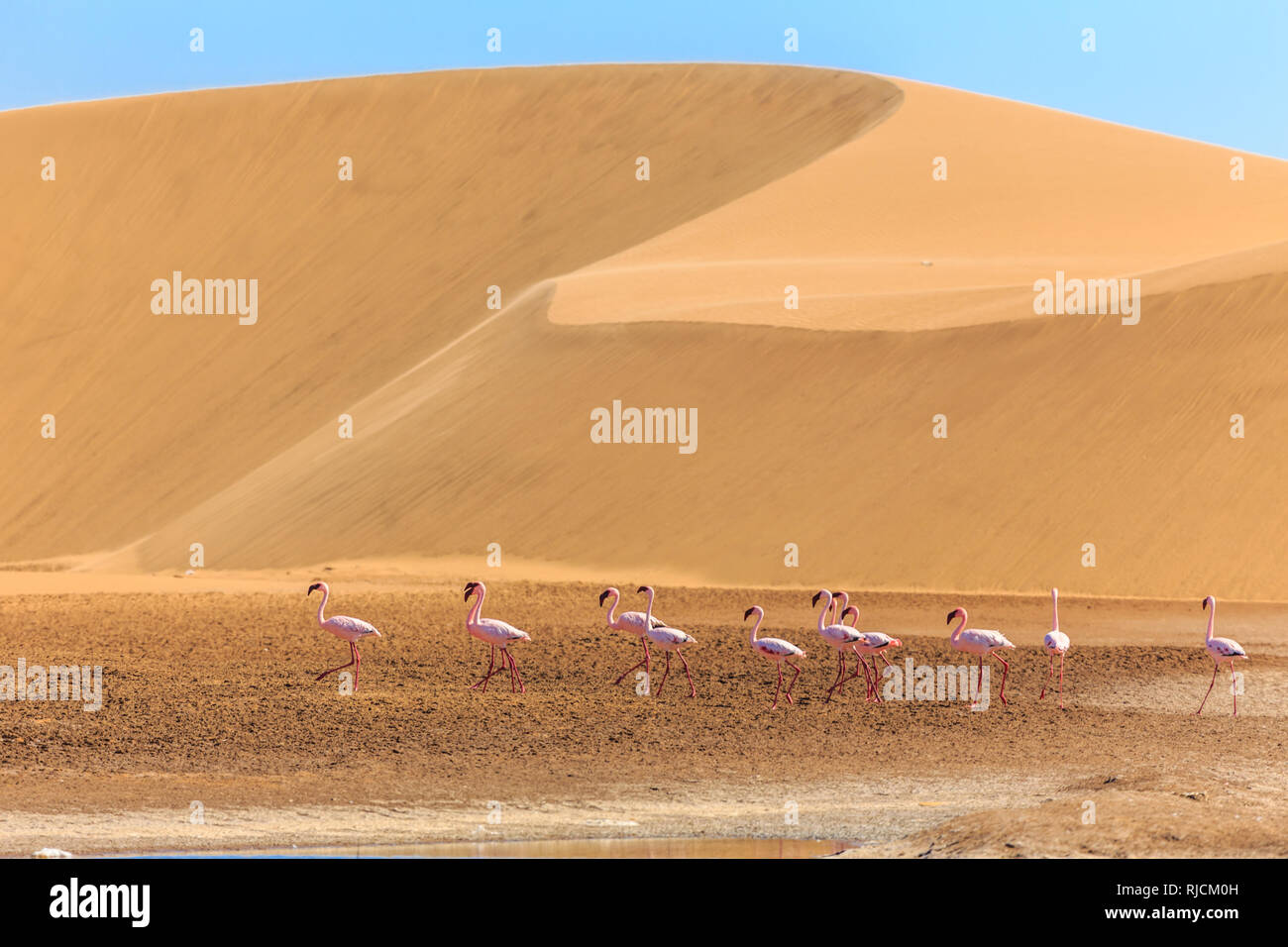 Group of pink flamingo bird marching along the dune in Kalahari Desert, Namibia Stock Photo