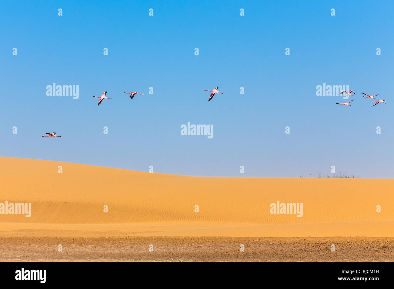 Flying pink flamingos over  the dune in Kalahari Desert, Namibia Stock Photo
