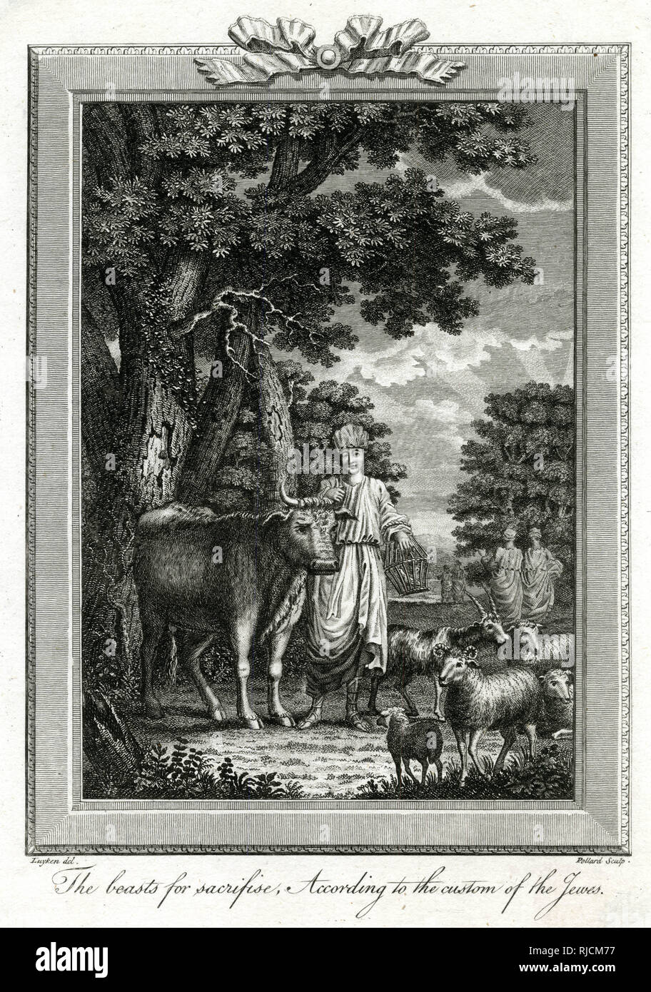In Judaism, the korban (also known as qorban or corban) refers to a variety of sacrificial offerings commanded in the Torah. Animal sacrifices were common and korban was a kosher animal sacrifice, such as a bull, sheep, goat, or a dove that underwent a traditional Jewish ritual slaughter. This engraving depicts a bull, sheep and goats preparing to be sacrificed. Stock Photo
