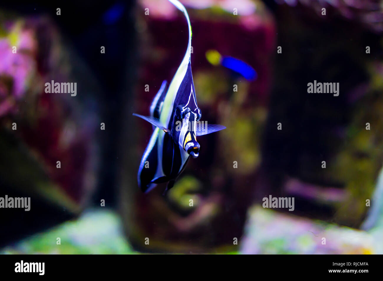 Moorish idol Zanclus cornutus fish looking staight into the camera Stock Photo