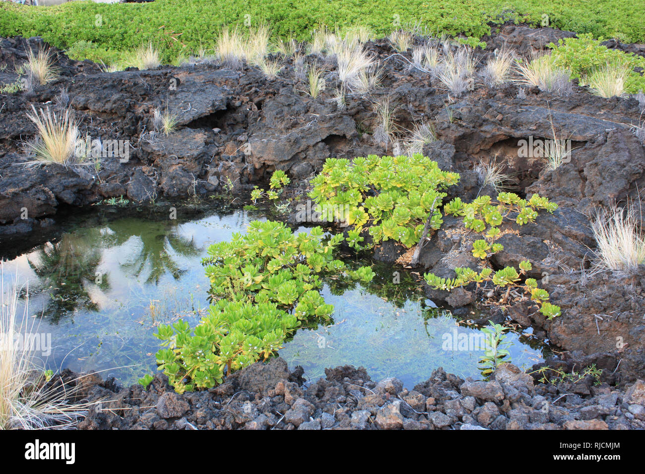 Tropical water plants, Water hyssop, and grasses growing in and on a pond formed from volcanic rock, in Hawaii, USA Stock Photo