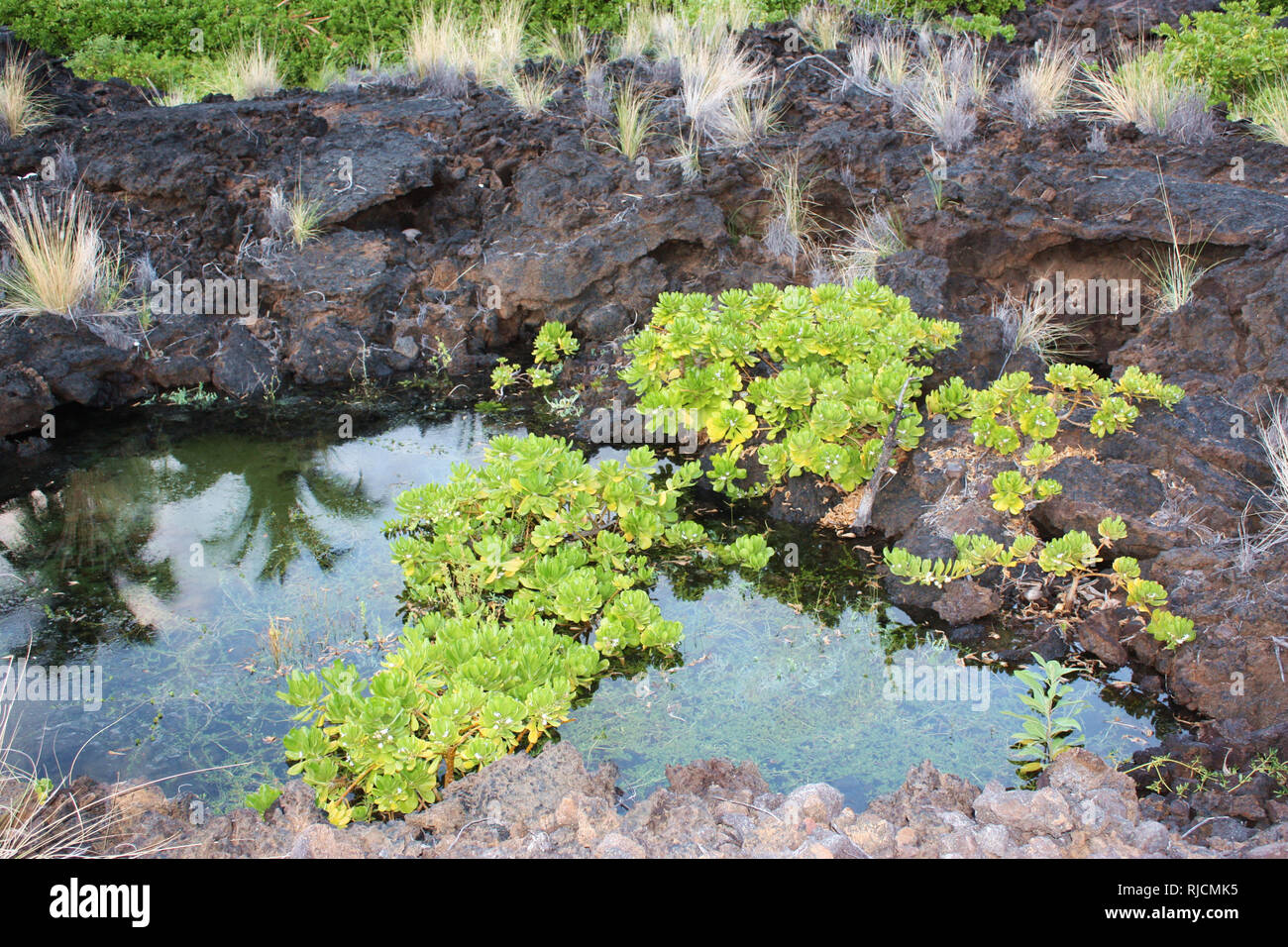 Tropical water plants, Water hyssop, and grasses growing in and on a pond formed from volcanic rock, in Hawaii, USA Stock Photo