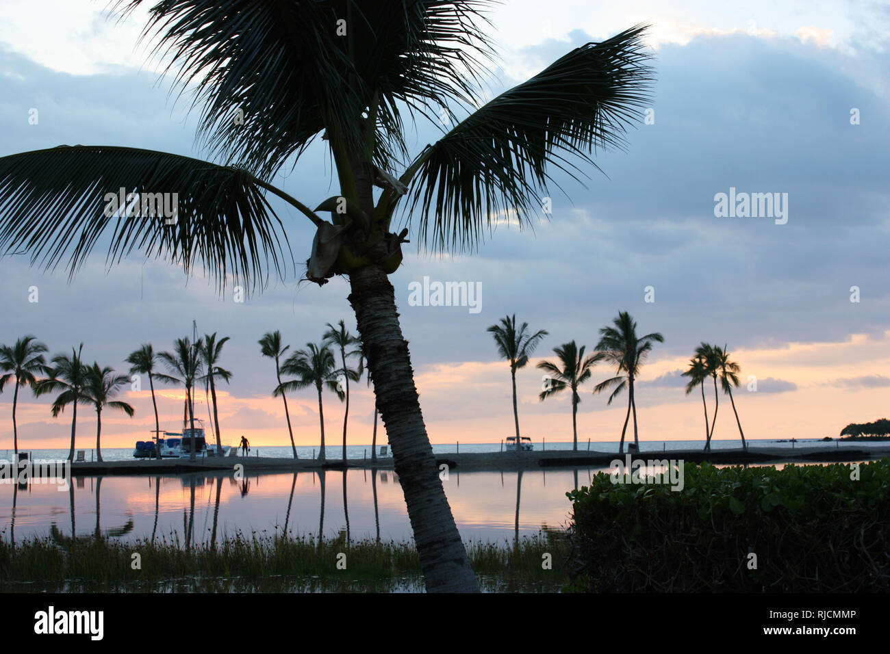 A palm tree and water plants growing in a lake which is reflectinng the ...