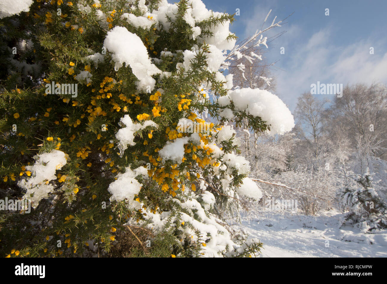 January flowers hires stock photography and images Alamy