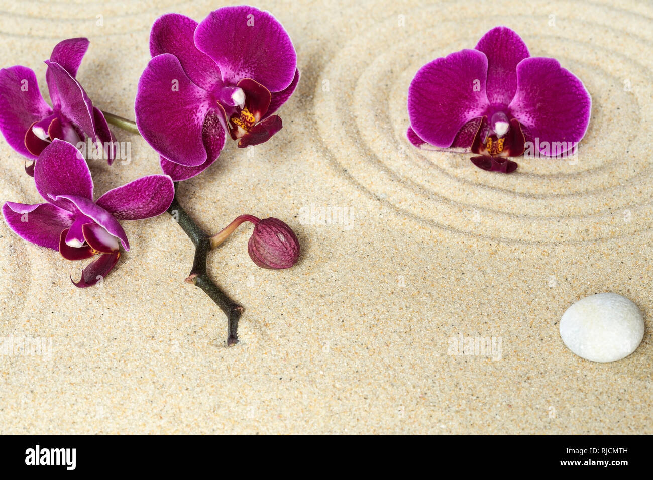 Zen Garden With The Purple Orchids Stock Photo Alamy Zen Garden With The Purple Orchids Stock Photo Alamy