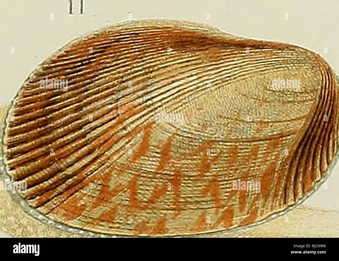 Filibranchia . Fauna der Kieler bucht. Mollusks; Bivalves; Opisthobranchia ...